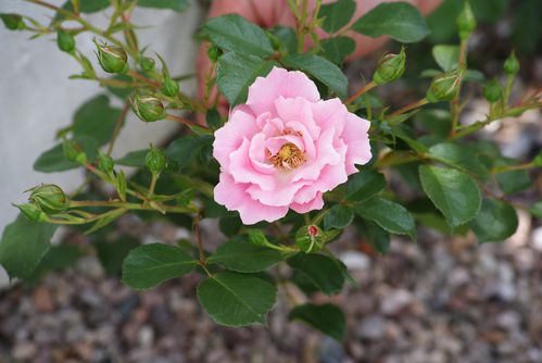 rose rose5