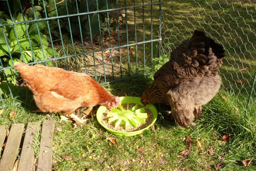 poules et mangeoire