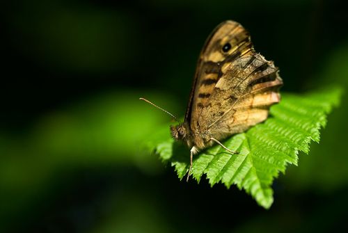 papillon-de-lumiere.jpg