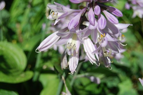 Hostas---grappe-de-fleurs.jpg