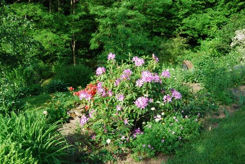 Rhododendron.jpg
