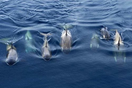 les orques - déplacement en groupes