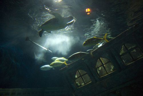 Aquarium sealife 002