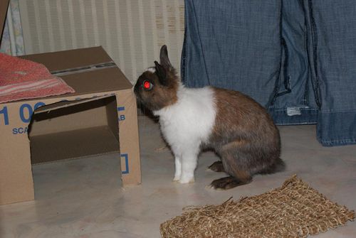 Mes lapins : Mouchoir le 18/02/2010 - 1