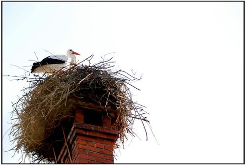 _3113-LES-CIGOGNES-MUNSTER.jpg