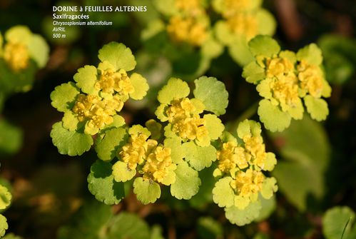 10x15-Dorine-a-feuilles-alternes.jpg