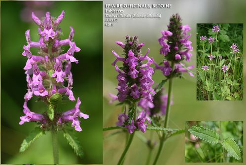 10x15-Epiaire-officinale--Betoine.jpg