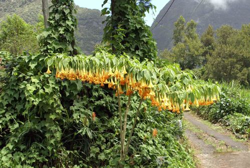 datura.jpg