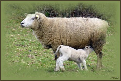 BREBIS ET SON AGNEAU 2