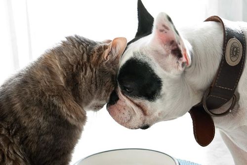 Quels sont les points faibles du Bouledogue Français Quels sont les points faibles du Bouledogue Français
