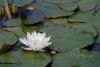 1394938_water_lily-1-.jpg