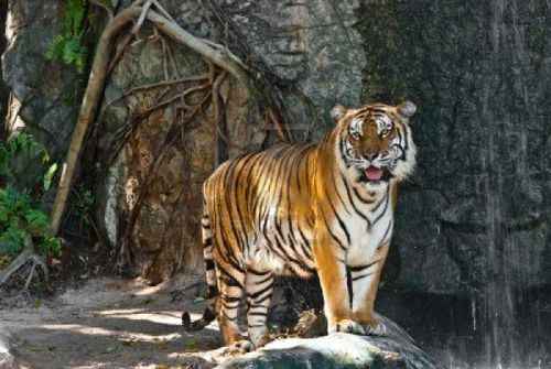Tigre 06