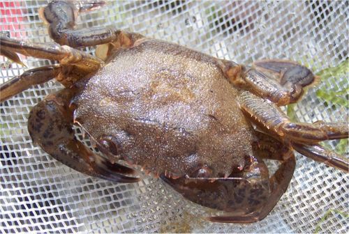 crabe