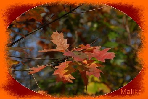 Automne.jpg