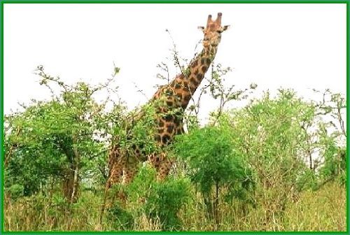 girafe,prenant son petit déjeuner