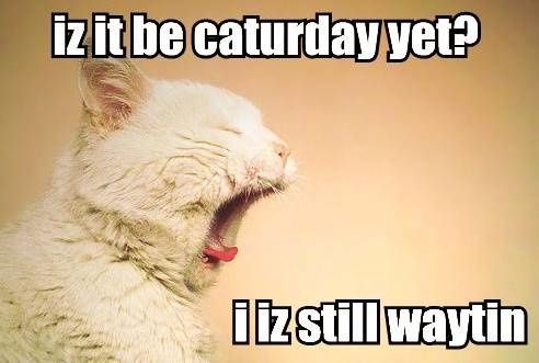 iz it be caturday yet