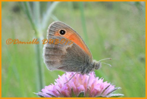 Macro Photographie Juin 2010 3
