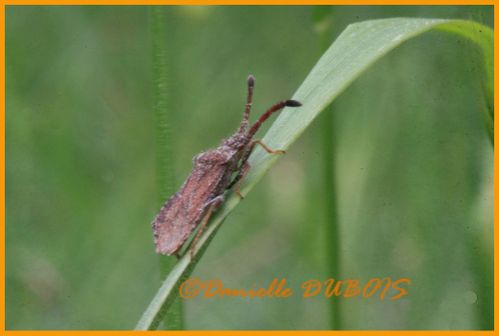 Macro Photographie Juin 2010 4