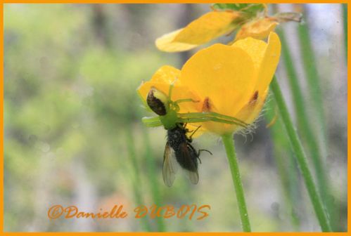 Macro Photographie Juin 2010 5