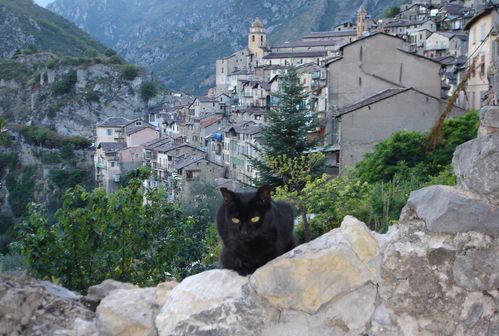 Chat noir de Saorge photo de Francis Dahon