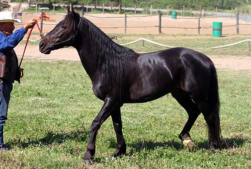 Cheval corse (étalon)- vers Saint-Florent-2B - 2013.05.06