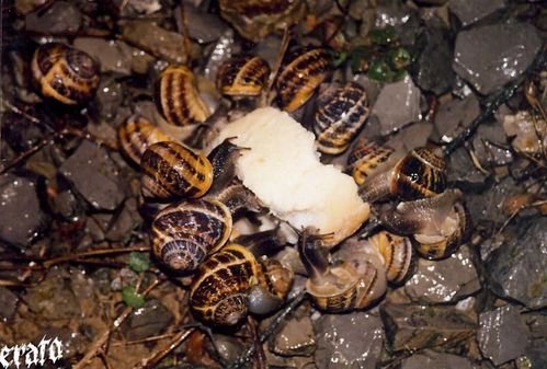 escargots-pain.jpg