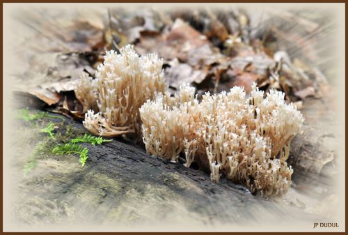 CHAMPIGNON CLAVARIA PYXIDATA bis-2013-10-02 - 0001