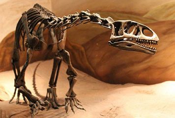 le-dinosaure-Leonerasaurus-Taquetransis