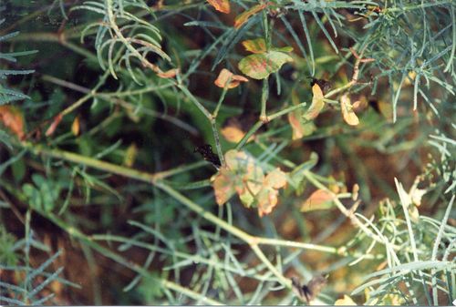 image-0-40.jpg