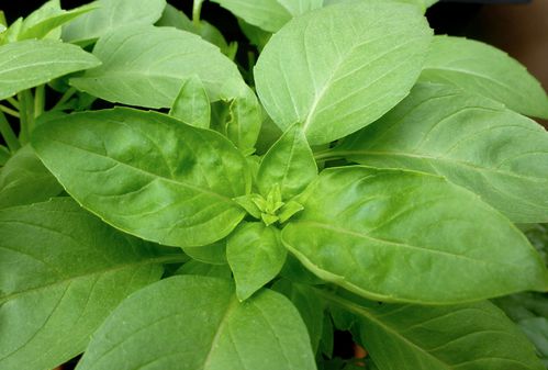 Feuilles de basilic marseillais