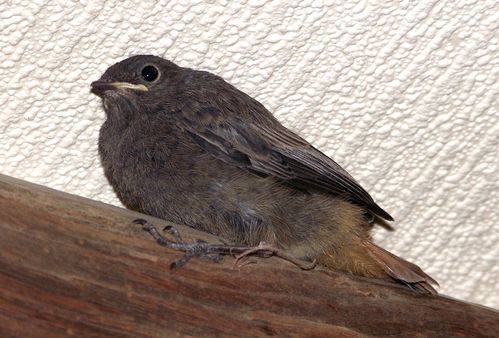 l'oiseau qui s'est perdu dans ma chambre