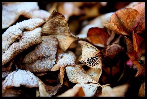 Givre