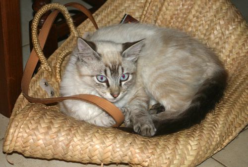 chats 0945-2b