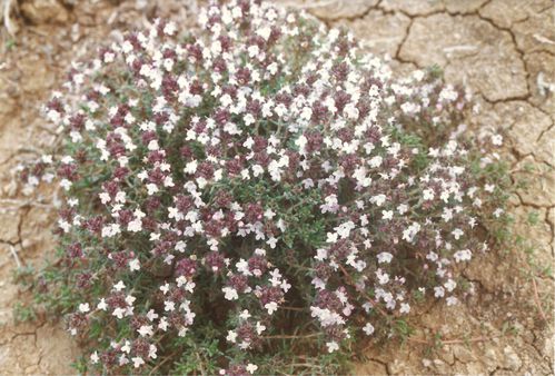 Thymus-algeriensis-Jbel-Daraflat-2-fev.97.jpg