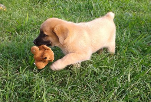 gadoo-et-sa-peluche.jpg