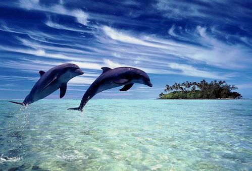 panorama dauphins
