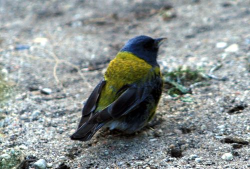 calafate 4x4 oiseau1