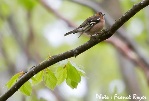 pinson des arbres