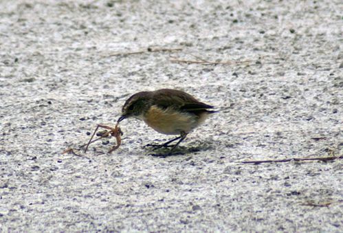 oiseau.jpg