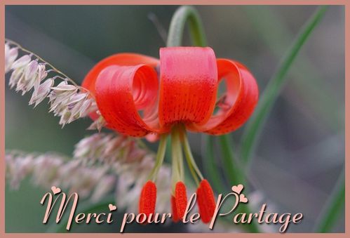 fleur rouge-Merci pour le Partage