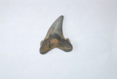 Requins-et-raies-2075.JPG
