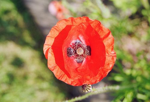 Coquelicot 2