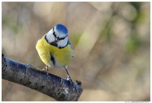 dans le jardin 17.01.2012 015