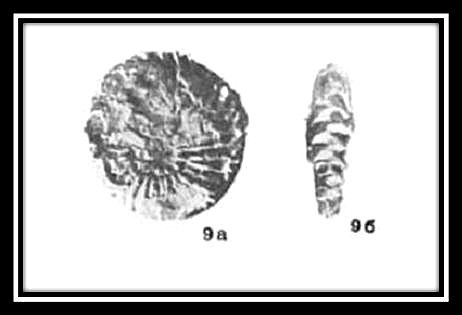 Sibirites eichwaldi