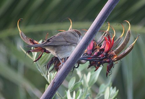 17-juillet-2010-oiseaux-jardin--06.jpg