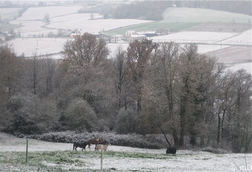 chevaux dans la neige 18 dec-border