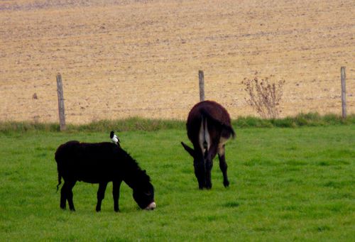 T547-ane-et-pie-031.JPG