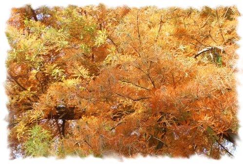 Ch-teau-de-Sully-et-parc-en-Automne--98-.jpg