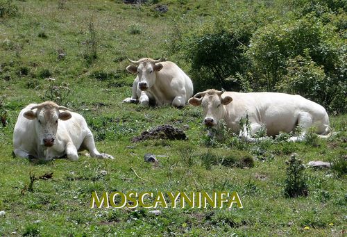 Vacas-alta-montana.jpg