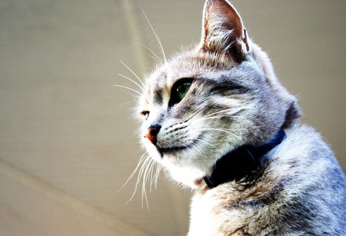 Cachou-chatte-europeenne-tigree-gris-clair.JPG